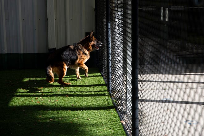 Alexandra, an 8-year-old female, runs along the fence in a play area at Collier County Domestic Animal Services in Naples on Thursday, October 31, 2019.