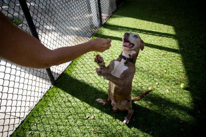 Four, a 10-year-old male, sits up on his back legs for a treat at Collier County Domestic Animal Services in Naples on Thursday, October 31, 2019. November is National Adopt a Senior Pet Month.