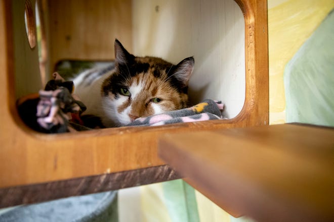 Minnie, an 8-year-old domestic shorthair calico, lays in a cubby at Humane Society Naples on Thursday, November 7, 2019.