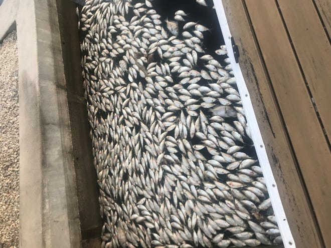 Hundreds of dead fish float in a Marco Island canal by Landmark St. on Nov. 4. Karen Leonard, a local resident, said the putrid smell is not what bothered her the most. " I ' m not concerned about the smell, I ' m concerned about the ecosystem, " Leonard said.