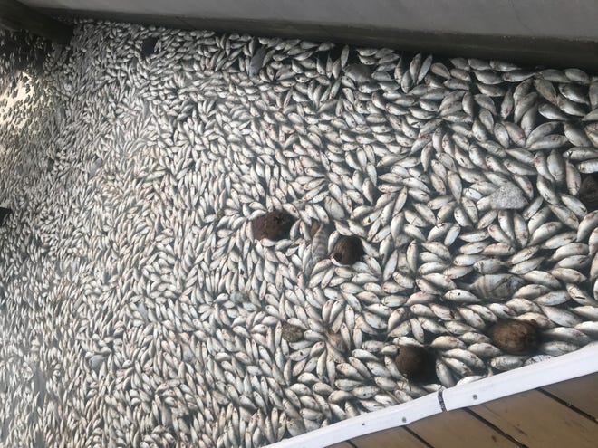 Hundreds of dead fish float in a Marco Island canal by Landmark St. on Nov. 4. Karen Leonard, a local resident, said she saw the dead fish when she went to her backyard to drink coffee like she does every morning. " I ' ve never seen anything like this, " Leonard said.