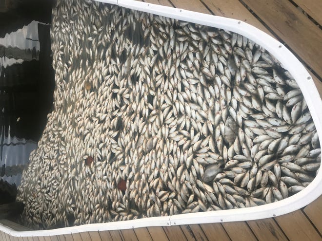 Hundreds of dead fish float in a Marco Island canal by Landmark St. on Nov. 4. Karen Leonard, a local resident, said she she called a few government agencies, including the city, but everybody told her they do not pick up dead fish from canals.