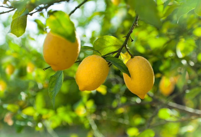 Citrus can be planted any time of the year but late winter to early spring is the best time.