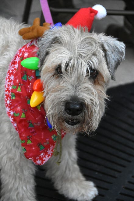 Pets paraded their holiday threads during the Christmas Island Style Canine Christmas Parade on Tuesday in Marco Island.