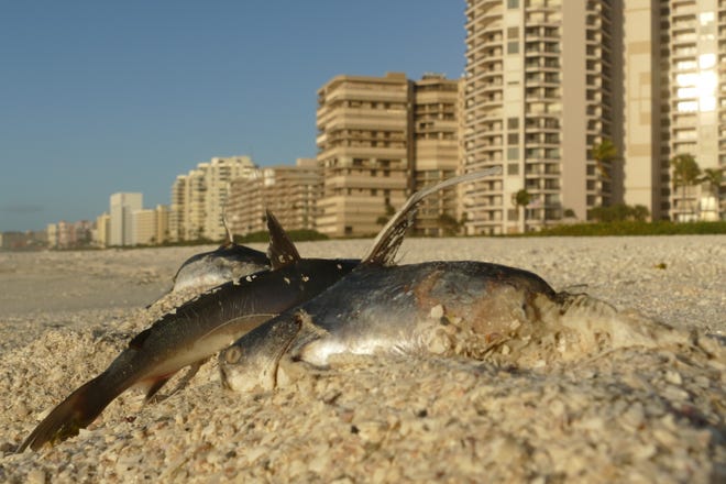 Dead fish washed ashore in South Beach, Marco Island on Dec. 2, 2019. A sign at the pedestrian entrance warned red tide was present.