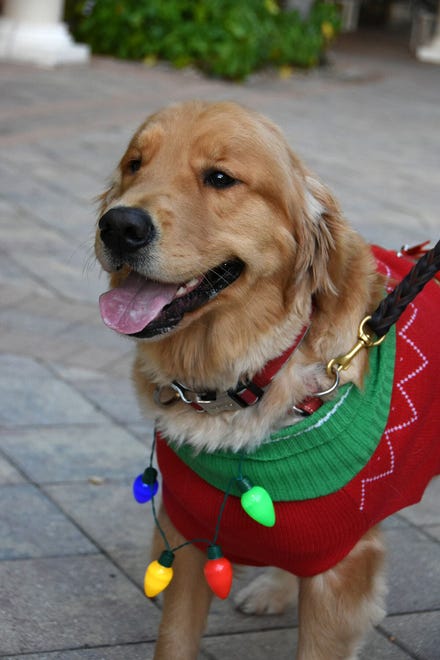Pets paraded their holiday threads during the Christmas Island Style Canine Christmas Parade on Tuesday in Marco Island.