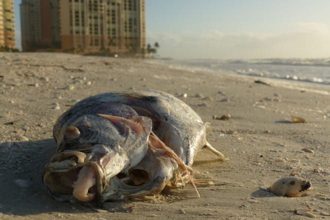 Dead fish washed ashore in South Beach, Marco Island on Dec. 2, 2019. A sign at the pedestrian entrance warned red tide was present.