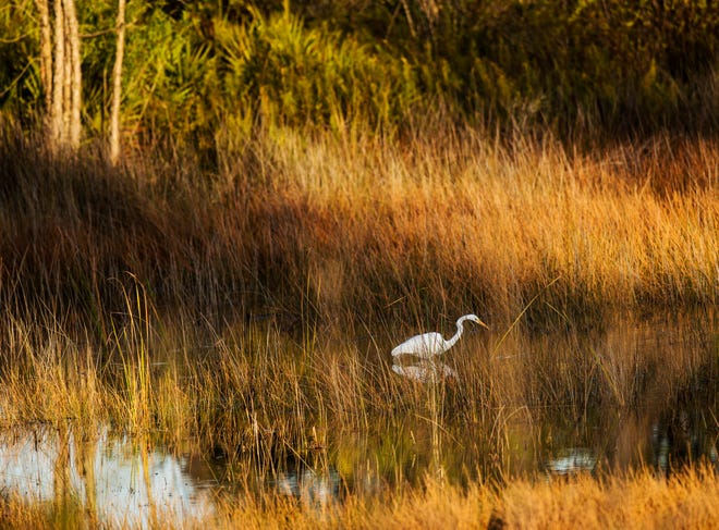 A Great egret forages for food in a marsh in Bonita Bay on Thursday Jan.30, 2020.