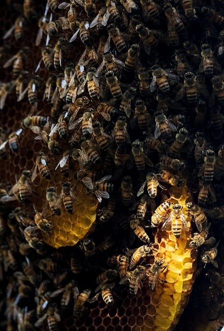 Bees are seen on a large hive in a preserved area at Bonita Bay on Thursday Jan. 30, 2020.