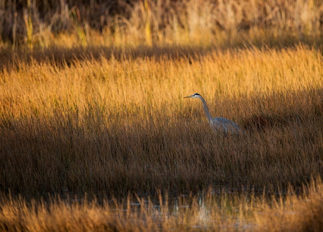 A Great Blue Heron forages for food in a marsh in Bonita Bay on Thursday Jan.30, 2020.