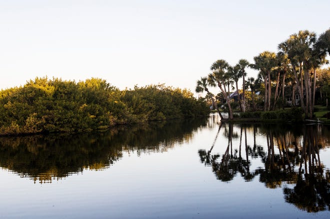 A preserved area is seen at Bonita Bay on Thursday Jan. 30, 2020. This area has a bird rookery in the habitat.