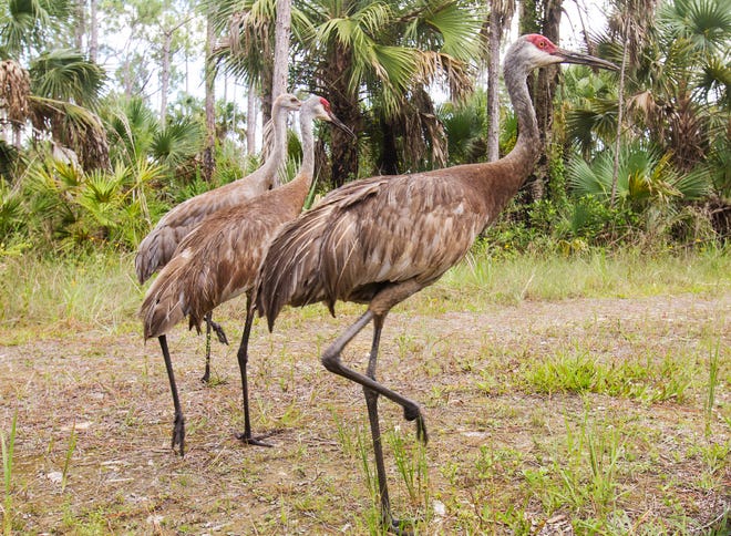 Sandhill cranes stroll past a camera trap set up by News-Press photographer Andrew West at  Corkscrew Regional Ecosystem Watershed in 2019.