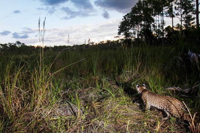 A bobcat trips a motion sensor camera set up by Andrew West at the Corkscrew Regional Ecosystem Watershed in 2019