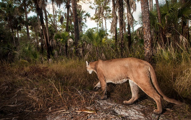 A large male Florida Panther trips a motion sensor camera trap set up by News-Press Photographer Andrew West at Corkscrew Regional Ecosystem Watershed in mid January of 2020.
