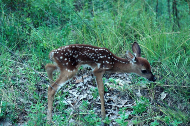 Adult male deer in Florida averages 115 pounds, but can reach 190 pounds or more in North Florida. The smaller females average 90 pounds with larger females weighing 120 pounds or more. The Key deer subspecies is notably smaller, averaging just 27 inches at the shoulders and weighing as much as 80 pounds.