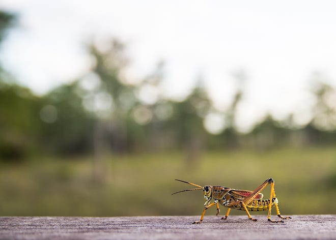 A lubber grasshopper strolls down a railing of the boardwalk at Kirby Storter Road Side Park off of the Tamiami Trail.