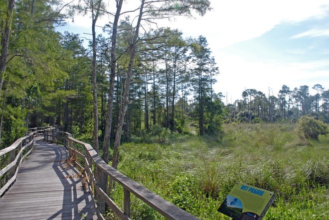 The 2.25-mile boardwalk at Corkscrew Swamp Sanctuary traverses many habitats including wet prairie, found in flat or gently sloping areas with wet, but not inundated, soils. Wet prairie habitat consists mostly of emergent plants and grasses such as wiregrass and marsh cordgrass.