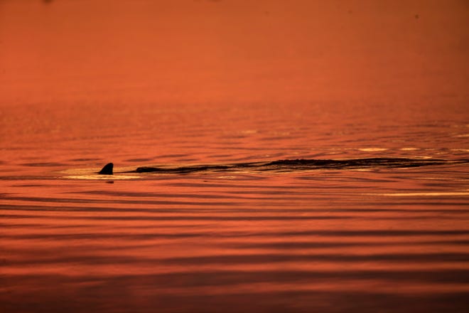 A bottlenose dolphin is seen in Matanzas Pass near Fort Myers Beach during sunset in June of 2020.