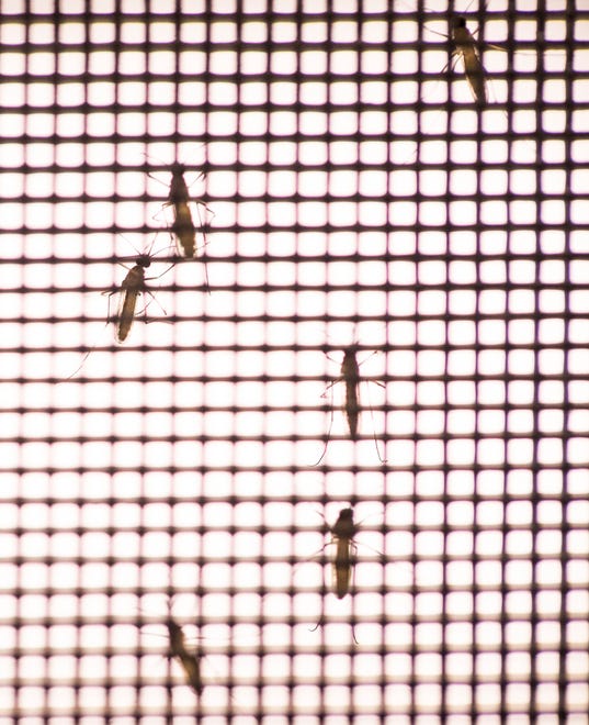 Culex mosquitos in an enclosure at Lee County mosquito Control.