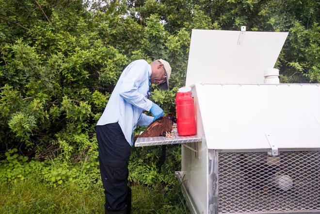 Milton Sterling, manager of scientific intelligences draws blood from a sentinel chicken at the Lee County Mosquito Control District at Buckingham Airfield on Monday. The blood is then tested and analyzed for a number of mosquito borne diseases including West Nile. In August, the Florida Department of Health issued an advisory stating there has been in increase in mosquito borne disease. Several sentinel chicken flocks have tested positive for West Nile virus infection. The risk of transmission to humans has increased.
