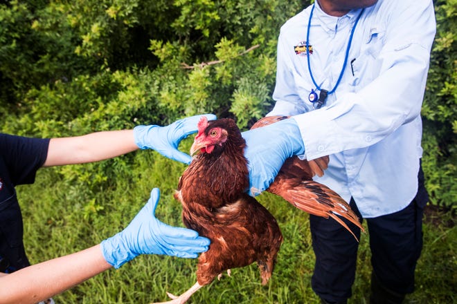 A sentinel chicken is transported back to its enclosure after having blood drawn at Lee County Mosquito Control District at the headquarters at Buckingham Airfield on Monday. In August, the Florida Department of Health in Lee County issued an advisory stating there has been in increase in mosquito borne disease. Several sentinel chicken flocks have tested positive for West Nile virus infection. The risk of transmission to humans has increased. The chickens are used to detect mosquito borne diseases such as the West Nile virus.