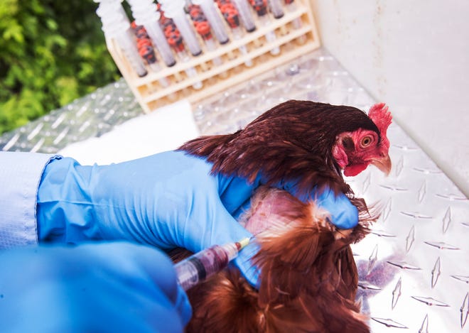 Blood is drawn from a sentinel chicken at the Lee County Mosquito Control District at Buckingham Airfield on Monday. The blood is then tested and analyzed for a number of mosquito borne diseases including West Nile. In August, the Florida Department of Health in Lee County issued an advisory stating there has been in increase in mosquito borne disease. Several sentinel chicken flocks have tested positive for West Nile virus infection. The risk of transmission to humans has increased.
