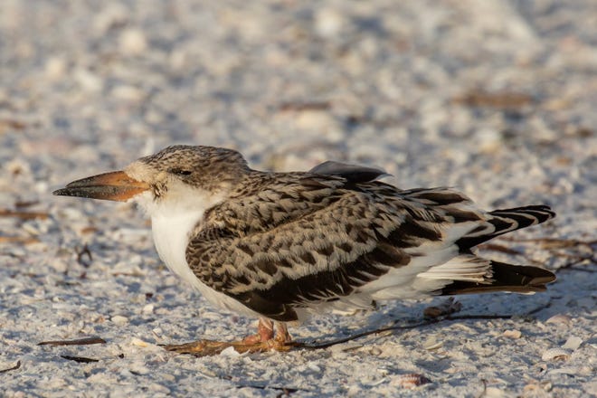 A young black skimmer with a swollen leg joint was spotted on Marco Island on August 23. Dozens of sick and dying skimmers were found throughout the summer on the island and The Florida Fish and Wildlife Conservation Commission continues to investigate the cause.