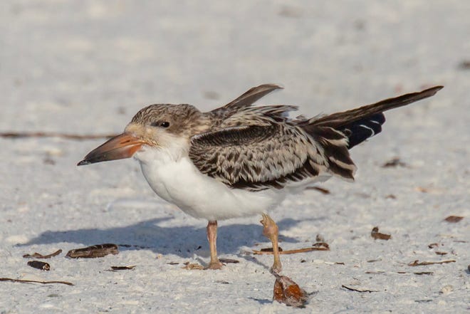 A young black skimmer with a swollen leg joint was spotted on Marco Island on August 23. Dozens of sick and dying skimmers were found throughout the summer on the island and The Florida Fish and Wildlife Conservation Commission continues to investigate the cause.