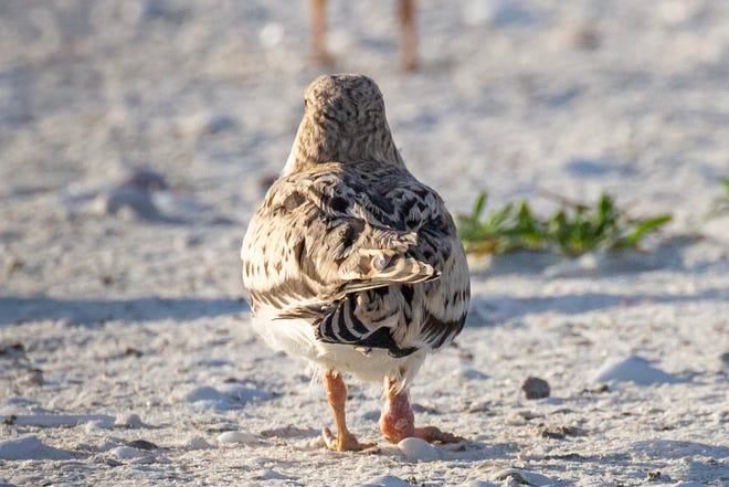 A young black skimmer with a swollen leg joint was spotted on Marco Island on August 16. Dozens of sick and dying skimmers were found throughout the summer on the island and The Florida Fish and Wildlife Conservation Commission continues to investigate the cause.