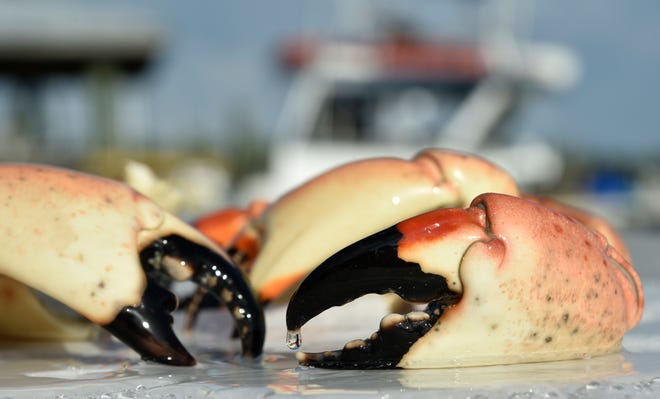 Florida stone crab season starts Thursday, Oct. 15. Frozen stone crab claws, pictured at Star Fish Co. in Cortez, are from the previous season.