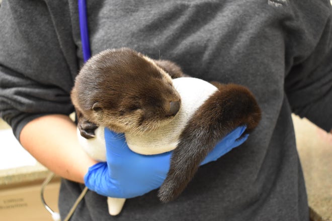 An orphaned North American River Otter pup admitted to the Clinic for the Rehabilitation of Wildlife (CROW) earlier this year.