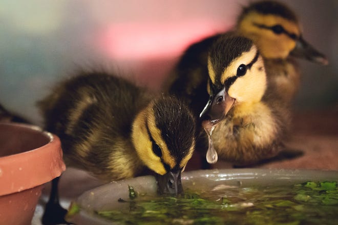 A few mottled ducklings were taken in by the Conservancy of Southwest Florida's von Arx Wildlife Hospital.