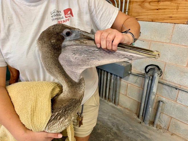 Workers at the Conservancy of Southwest Florida's von Arx Wildlife Hospital rehab a pelican.