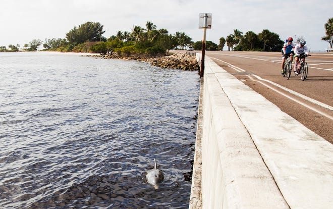 A bottlenose dolphin surfaces in front of the Sanibel Causeway on Tuesday, December 15, 2020. The county is spending $8.5 million on erosion control and other amenities including  restrooms and parking on the Causeway.