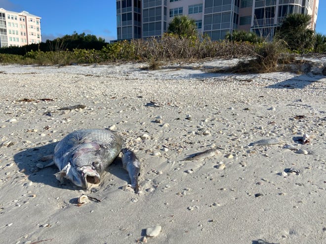 Dead fish of varying sizes were found washed up on Bonita Beach Friday, December 18, 2020.