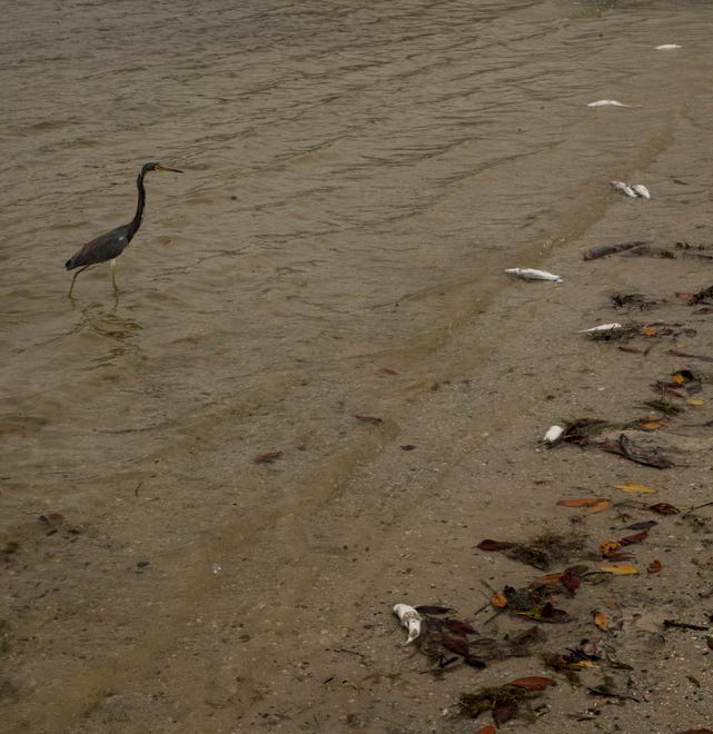 Dead fish pile up on the beach on the south side of New Pass on Thursday, December 17, 2020. Red tide is present in the area.
