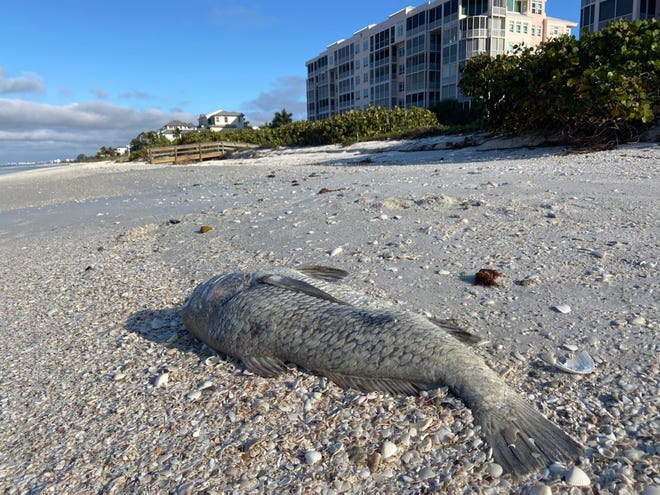 Dead fish of varying sizes were found washed up on Bonita Beach Friday, December 18, 2020.