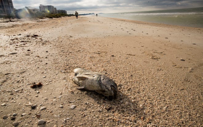 Dead fish are seen on Bonita Beach on Barefoot Beach south of the Bonita Beach parking area on Friday, December 18, 2020. Red tide has been documented in the area.