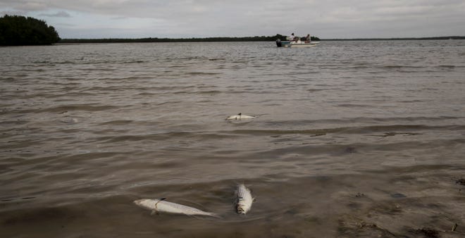 Dead mullet are seen on a low tide in Estero Bay on Lovers Key on December 17, 2020.