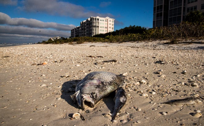 Dead fish are seen on Bonita Beach on Barefoot Beach south of the Bonita Beach parking area on Friday, December 18, 2020. Red tide has been documented in the area.