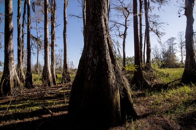A bald cypress tree forest at Wild Turkey Strand Preserve in Fort Myers.