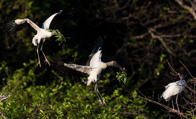 Wood storks fly into their nests with nesting material at the Wakodahatchee Wetlands in Delray Beach on Friday, March 12, 2021.