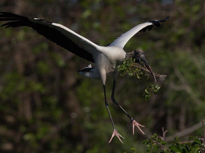 A wood stork flies into its nest with nesting material at the Wakodahatchee Wetlands in Delray Beach on Friday, March 12, 2021.