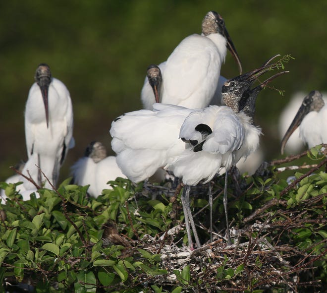 Wading birds nest in Wakodahatchee Wetlands in Delray Beach on Friday, March 12, 2021.