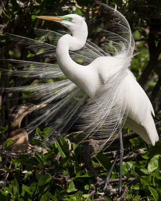 A great egret displays breeding plumage while searching for a mate at the Wakodahatchee Wetlands in Delray Beach on Friday, March 12, 2021.