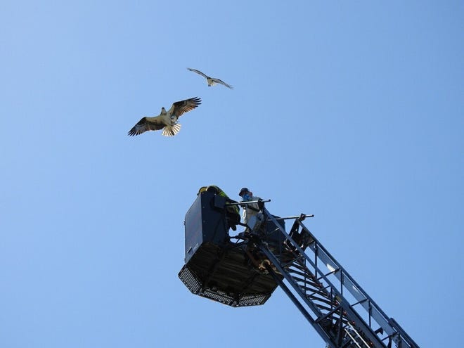 A male and female osprey fly overhead as Marco Island Fire-Rescue and the Conservancy approach their nest to return one of the ospreys’ chicks that had fallen to the ground. (Jessica Patel/Special to the Daily News)