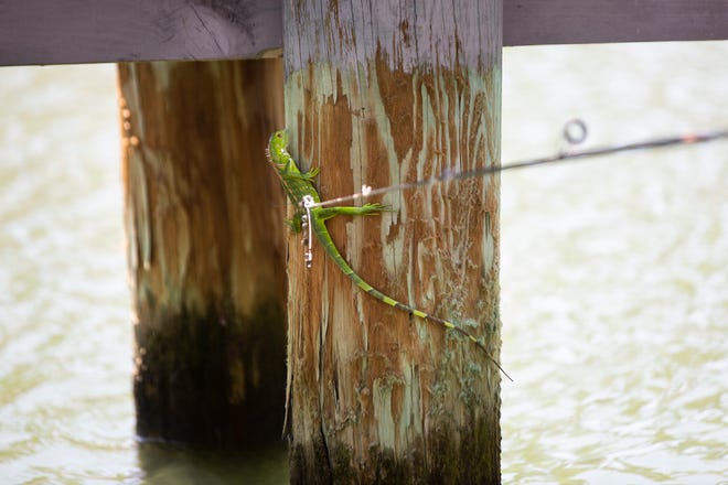 Alfredo Fermin catches an iguana on Marco Island on Thursday, April 8, 2021.