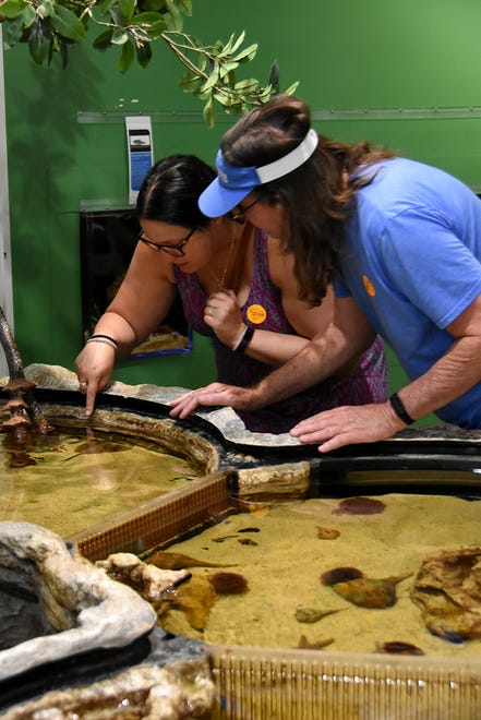 Jessica Angley and David Love explore the ever-popular touch tank. The Rookery Bay Environmental Learning Center has reopened, with new exhibits and activities, after being closed over a year due to COVID-19.