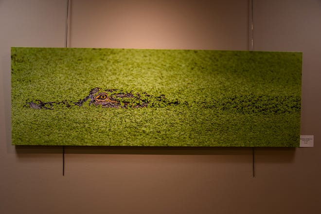 This lurking alligator by Naples photographer Dennis Goodman is one of the works in "Rediscover Rookery Bay," an exhibit of works by area artists. The Rookery Bay Environmental Learning Center has reopened, with new exhibits and activities, after being closed over a year due to COVID-19.