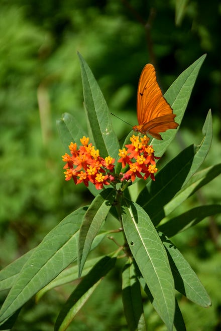A julia butterfly alights on a lantana in the new butterfly garden at the ELC. The Rookery Bay Environmental Learning Center has reopened, with new exhibits and activities, after being closed over a year due to COVID-19.